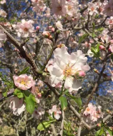 Son Pou Alloggio per agriturismo 3*